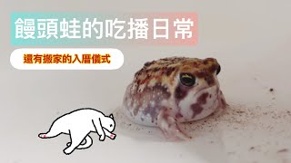 饅頭蛙的日常照護小廢片｜自以為動物園NOT_A_ZOO