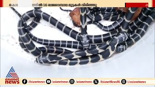 'രാജ'കുമാരന്മാർ ഇനി കാട്ടിൽ വിഹരിക്കും | King Cobra | Snake