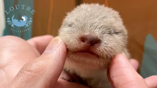 Otter baby started to crawl!