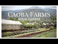 Caoba Farms