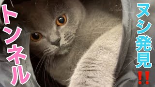 大好きなトンネルで遊ぶブリテッシュショートヘアぶりくん【British Shorthair】