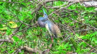 Tri Colored Heron Courtship Display