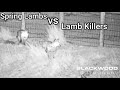 Spring Lambs VS Lamb Killers.  Hikmicro Alpex 4k