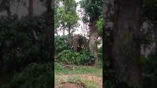 Elephants loves Jack fruit at Coorg. #elephant #coorg #jackfruit #wildelephant #forest