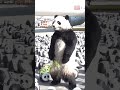 【識跳舞嘅大熊貓？🐼💃】