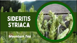 Sideritis: The Mountain Herb of Wellness #nature