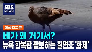 네가 왜 거기서?…뉴욕 한복판 활보하는 칠면조 '화제' / SBS / 생생지구촌