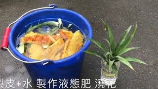 Pineapple compost.水培鳳梨