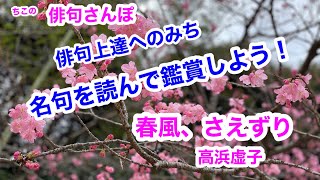 【俳句さんぽ・第1回】春の季語（春風。さえずり）高浜虚子/スタートしました！俳句上達への道。名句を読み鑑賞しよう　　　　20220401 002750 240