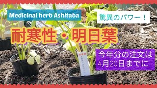 【無農薬】奇跡の薬草を家庭菜園で#アシタバ#健康