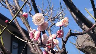 「梅の花」が満開です。久留米市では「梅林寺」の「外苑」が知られています。天気の良い日には、お出かけになってはいかがでしょうか？冬から春へと季節の移り変わりを感じますね。