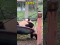 大熊猫小五使出浑身解数也要拉妈妈下吊床 #pandacub #cute #giantpanda #funny #pandachina #animals #パンダちゃん #zoo #パンダ #pets