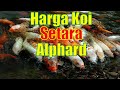 9. Jenis Ikan Koi Termahal #koi #koifish #koiindonesia #koilovers