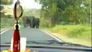 Unexpected Elephant Family on the road / சாலையில் எதிர்பாராத யானை குடும்பம்