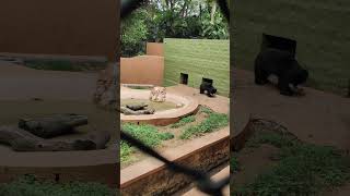 വീട്ടിൽ കയറ്റാത്തതോ അതോ കയറാത്തതോ?|BEAR searching his home|