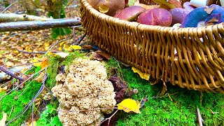 เก็บเห็ดรวมได้เต็มตะกร้าหมานคักจ้า Honey Fungus Cauliflower mushrooms UK n …#เก็บเห็ดอังกฤษ