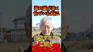 家庭菜園や農園のイチゴ栽培で葉が真っ赤になっても大丈夫？イチゴの冬越しで注意するべきポイントとイチゴの育て方！【農家直伝】#shorts