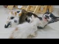 Adolphina the cat will warm your heart as she lovingly nurses all the shelter kittens.