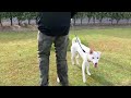 今日のキナコ 20231204　　雑種犬（ミックス）　白犬　保護犬