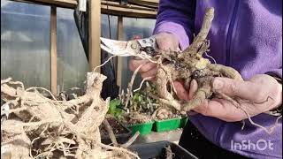 How to Split Dahlia Tubers.