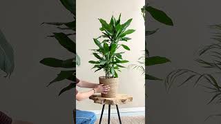 Dracaena plant kopen? Interessante informatie met sfeerimpressie #kamerplanten