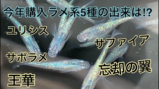 今年購入したラメ系5種の出来は⁉️