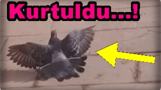 Les moments difficiles du pigeon qui s'est écrasé au sol....