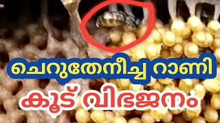 STINGLESS BEE QUEEN/CHERUTHENEECHA VALARTHAL/THENEECHA VALARTHAL/തേനീച്ച കോളനി വിഭജനം/DIVISION