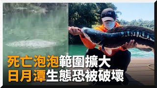 日月潭魚虎「死亡泡泡」範圍擴大 他見巨大魚球嚇壞｜外來種｜小盾鱧｜生態威脅