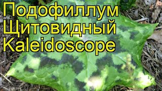 Подофиллум щитовидный Калейдоскоп. Краткий обзор, описание podophyllum peltatum Kaleidoscope