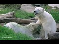 Mother polar bear still lets her child (nov. 2019) suckle with her in Ouwehands Dierenpark.