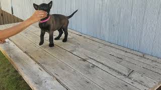 Ada/Barend Belgian Malinois Pink Collar Female Puppy Hand Feeding, Born 5/22/2023