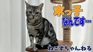 我が家の末っ子　アメリカンショートヘア「さん」　ねこずちゃんねる165 #猫 #ねこ #アメショ