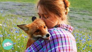 Baby Fox Was Lost in the Forest Before a Girl Found Her | Cuddle Buddies