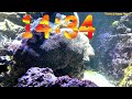 35 minute aquarium timer countdown with relaxing music 🐟🐠 cuenta regresiva de 35 minutos con música.