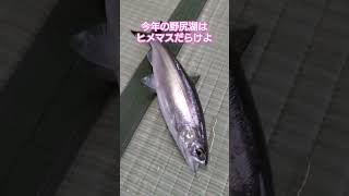 野尻湖ワカサギ？　#short