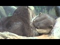 Denver Zoo Asian Small-Clawed Otters Get Along Swimmingly