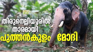 പുത്തന്‍കുളം മോദി തിരുനെല്ലിയൂരില്‍ താരമായി | Puthenkulam Modi