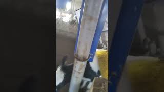 DeLaval Kazakhstan Ural Ringo🐄Milk🥛2022.11.6