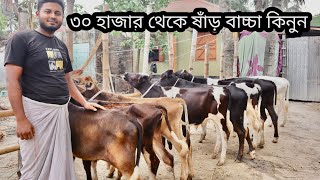 মাত্র ৩০ হাজার টাকা থেকে খামার উপযোগী সেরা মানের হলেষ্টিয়ান ফ্রিজিয়ান জাতের ষাঁড় বাচ্চা কিনুন।