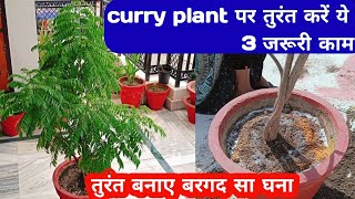 Do these 3 important tasks immediately on curry plant to make sweet neem as dense as banyan tree