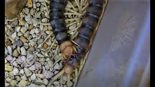 【Centipede】脱皮直後のペルビアンオオムカデ【Molted】