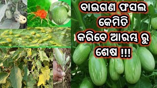 how to start brinjal farming in odisha | बैगन की खेती | brinjal farming odisha | baigan chasa odia