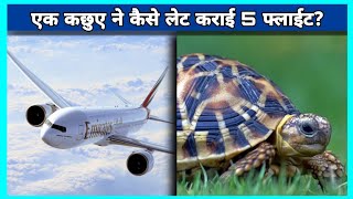 एक कछुए ने कैसे लेट कराई 5 फ्लाइट || tortoise ||  #shorts