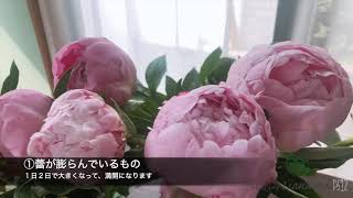 シャクヤクの蕾を綺麗に咲かせる方法〜お花の定期便6月号Vol.1〜【おうちフラワー#4】