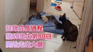 記錄成長過程猫BB出生第30日