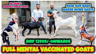 Wholesale Price Me Milenge Bade Mental Bakre Aur Mende🔥🤩| BABA GOAT RANCH |