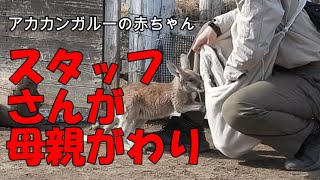 スタッフさんが母親がわり　神戸どうぶつ王国のアカカンガルーの赤ちゃん