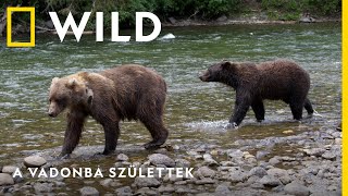 A vadonba születtek új sorozat január 06-án szombatonként 18:00-kor I National Geographic WILD