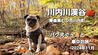 パグ犬ぐぅ🐶と車中泊旅🚗 2024年11月 青森県むつ市川内町「川内川渓谷」